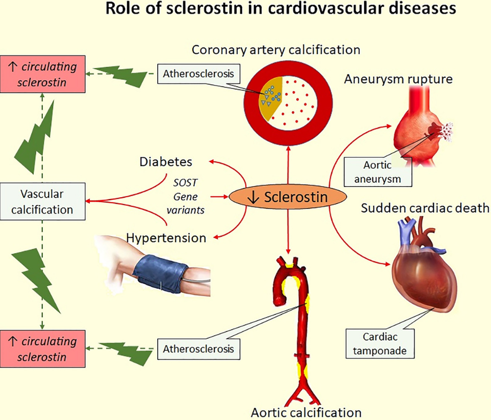 SOST細(xì)胞篩選模型