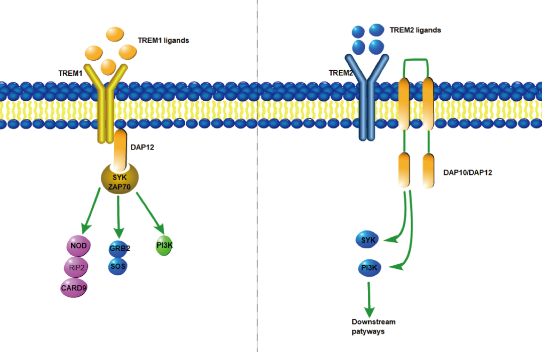 阿爾茨海默癥？癌癥？-靶點(diǎn)TREM