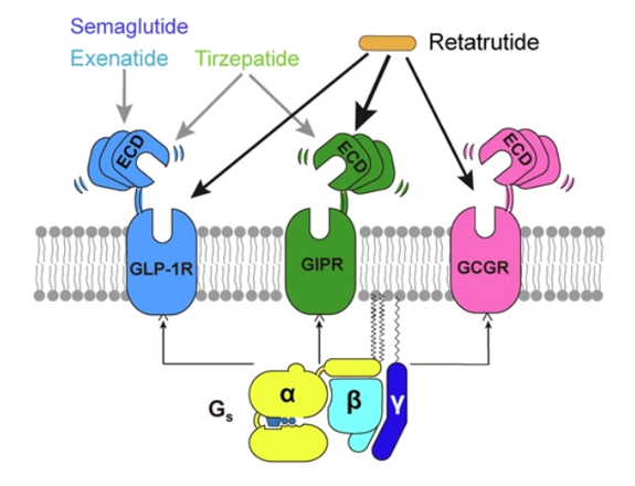 GLP-1R、GCGR、GIPR多靶點(diǎn)激動(dòng)劑與代謝疾病